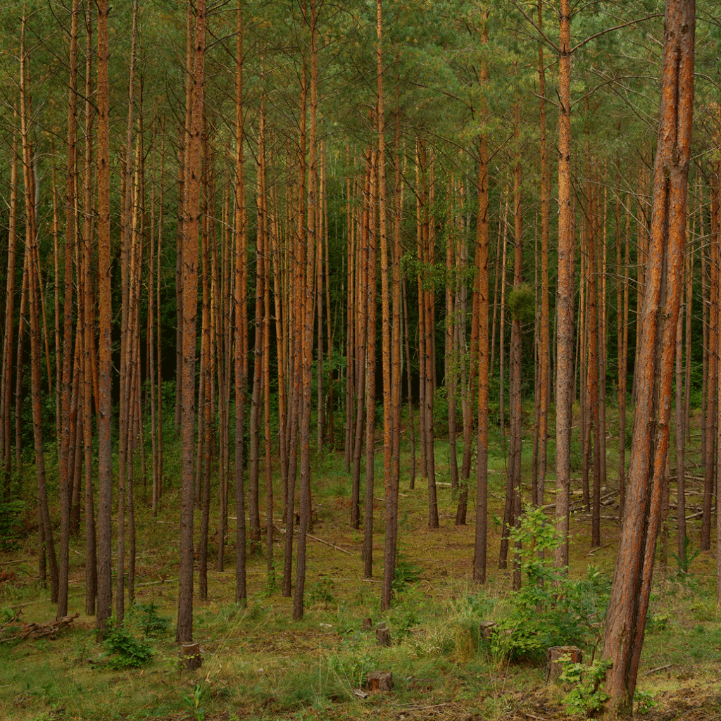 Pine forest in Brandenburg highlighting sustainable forestry practices and regional material sourcing for the built environment.